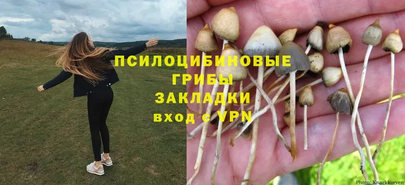 Галлюциногенные грибы Cubensis  Козельск 